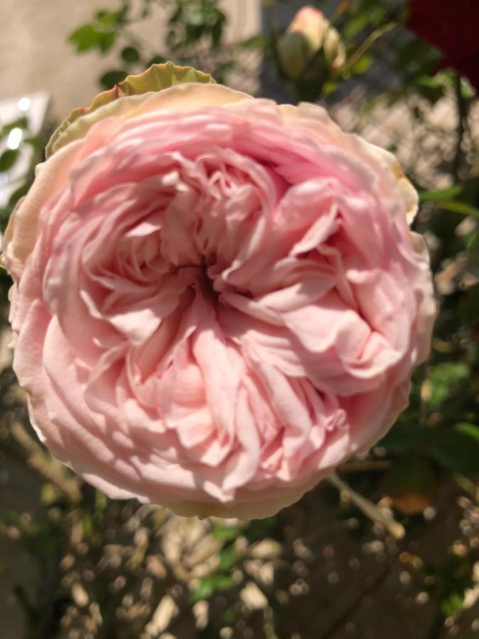 Le Chai De La Rose Doué-la-Fontaine Buitenkant foto