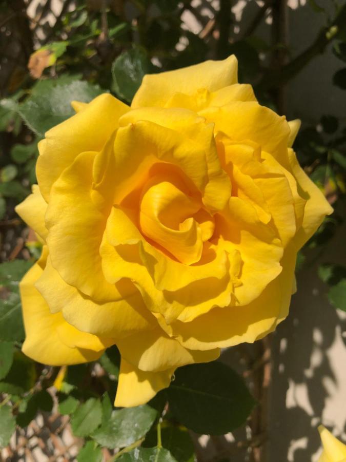 Le Chai De La Rose Doué-la-Fontaine Buitenkant foto