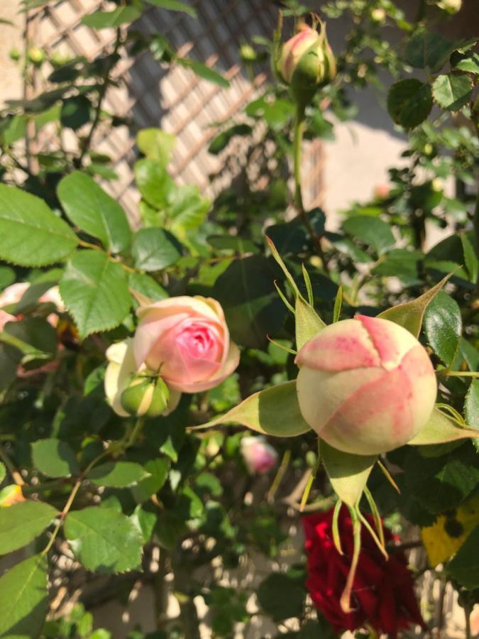 Le Chai De La Rose Doué-la-Fontaine Buitenkant foto