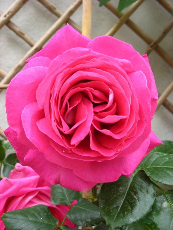 Le Chai De La Rose Doué-la-Fontaine Buitenkant foto